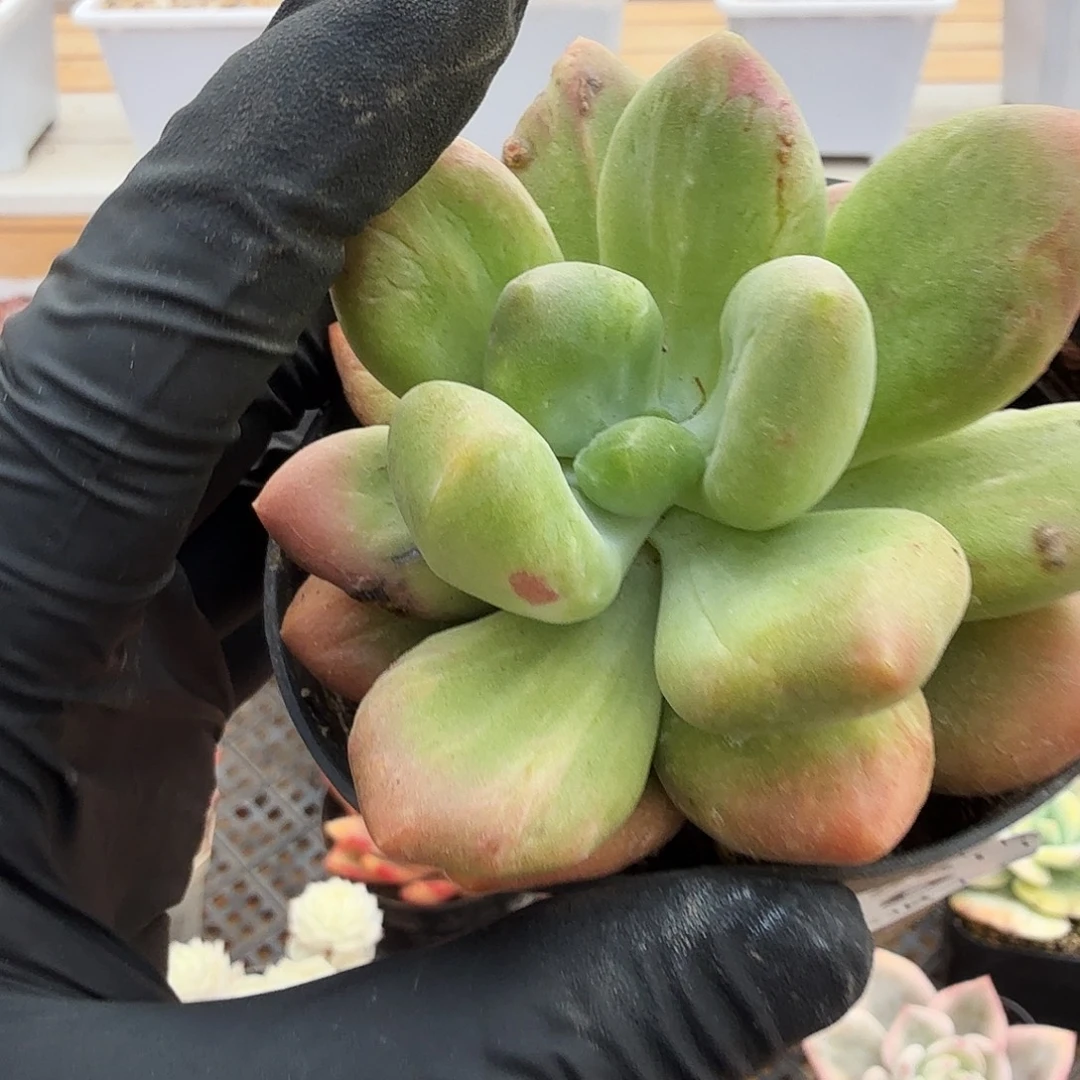 1222-68乌里韦亚锦