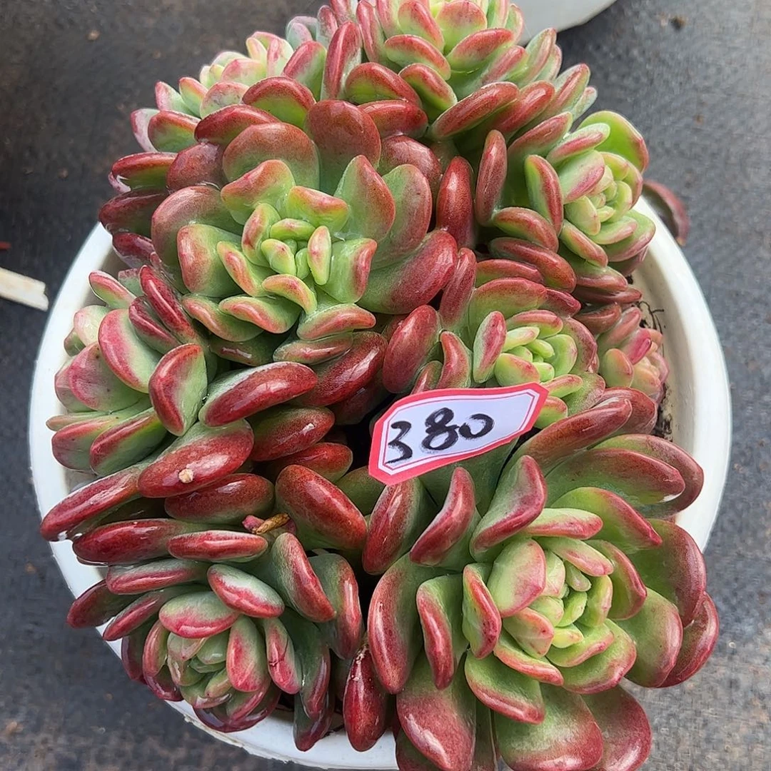 380号拉萨，一物一拍