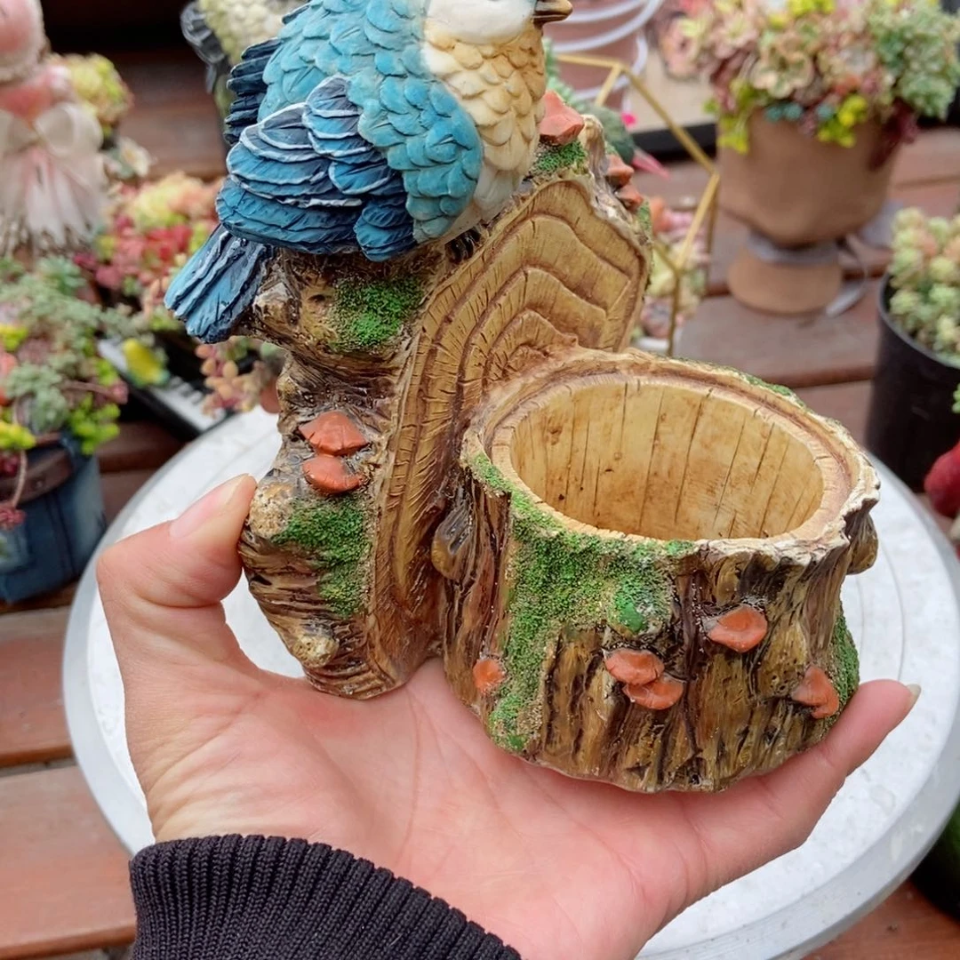 蓝鸟带植物种好发货