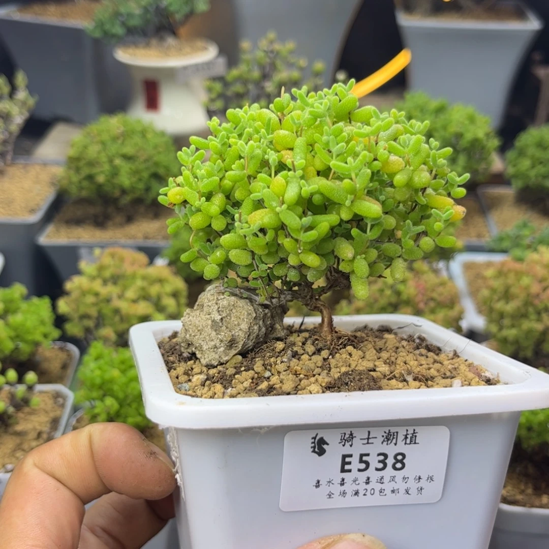 538蜜橘糖球造型桩