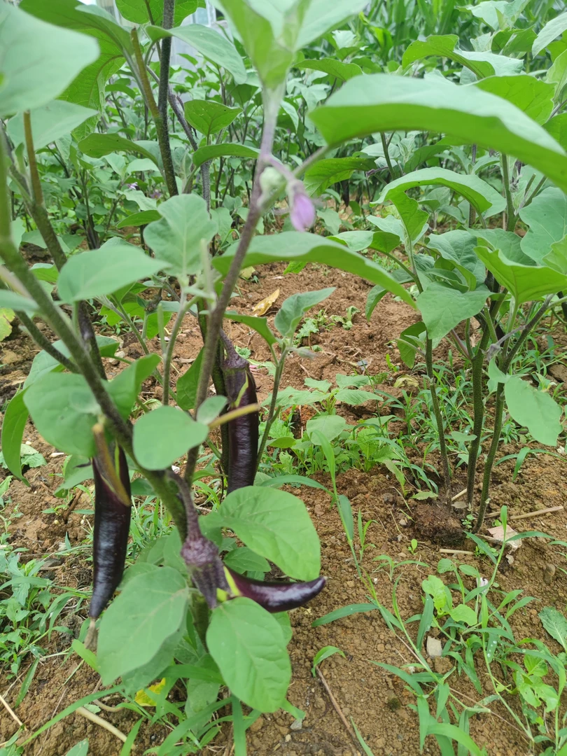 贵州高山农家茄子