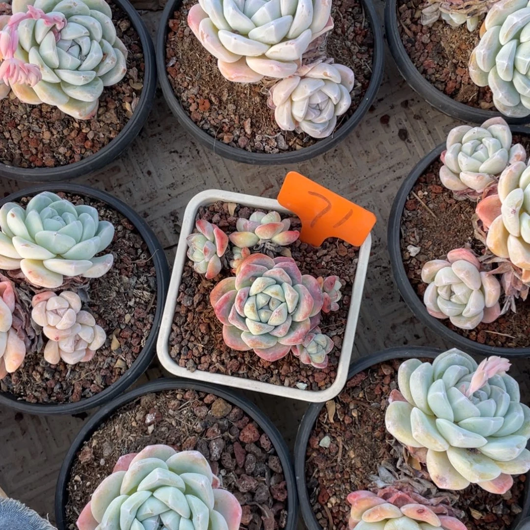 L***.冰玉群冰玉群71号