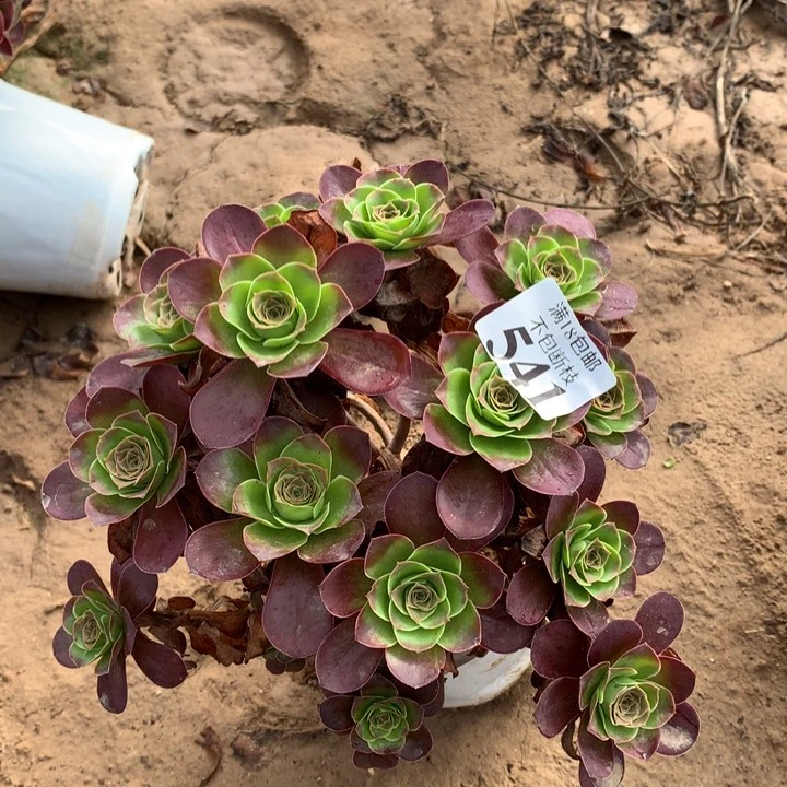 541魅金玫瑰绣球2