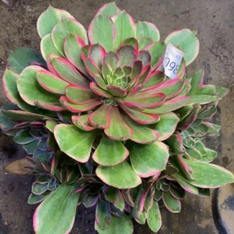 粉花妖多肉植物2098