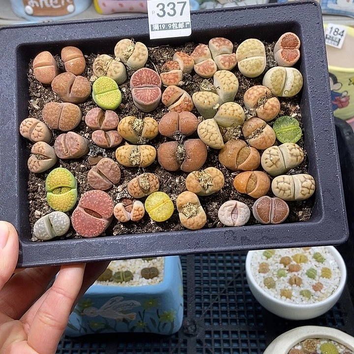 大舅生石花肉锥多肉337