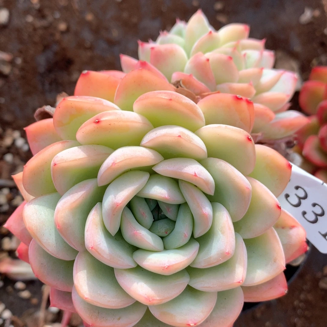 3331杂交多肉植物基地