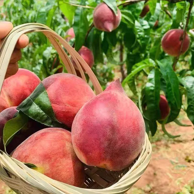 正宗云南红宝石毛桃鹰嘴胭脂红桃子当季新鲜水果现摘现发整箱包邮