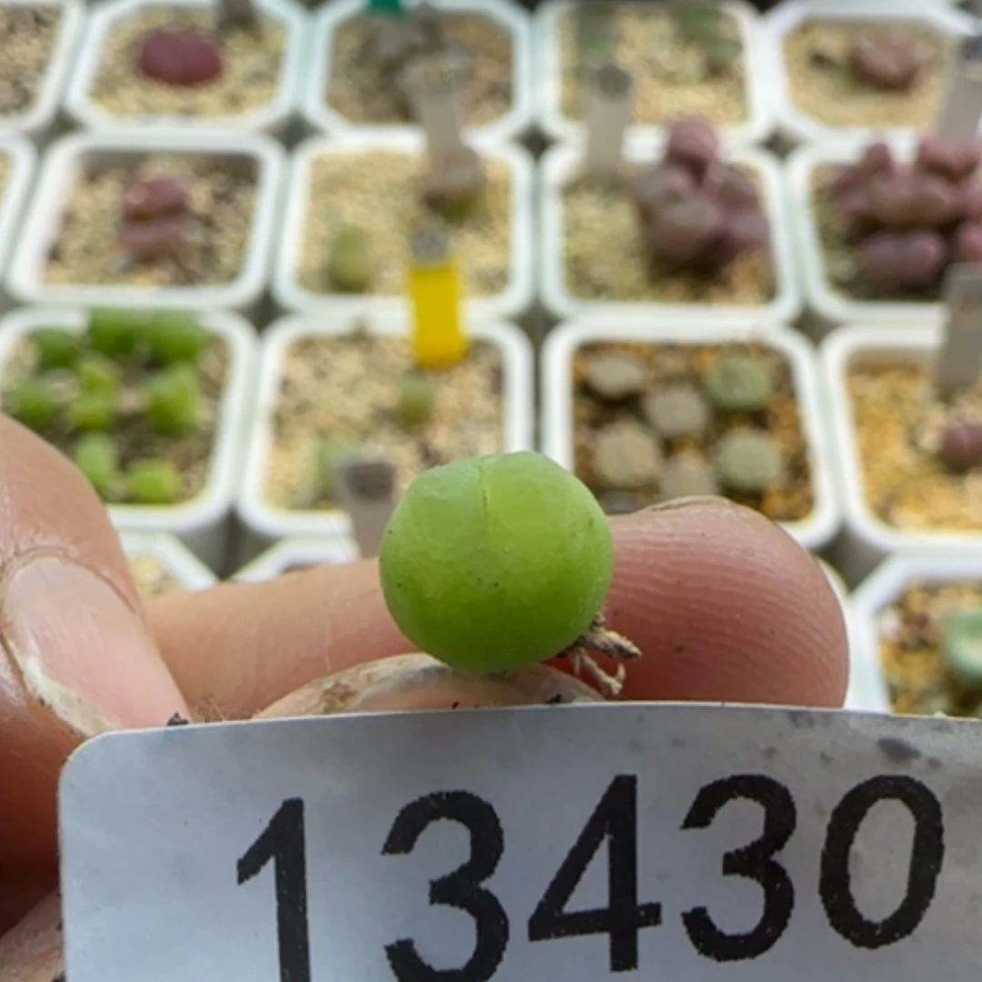 【闪购商品】孤**落13430