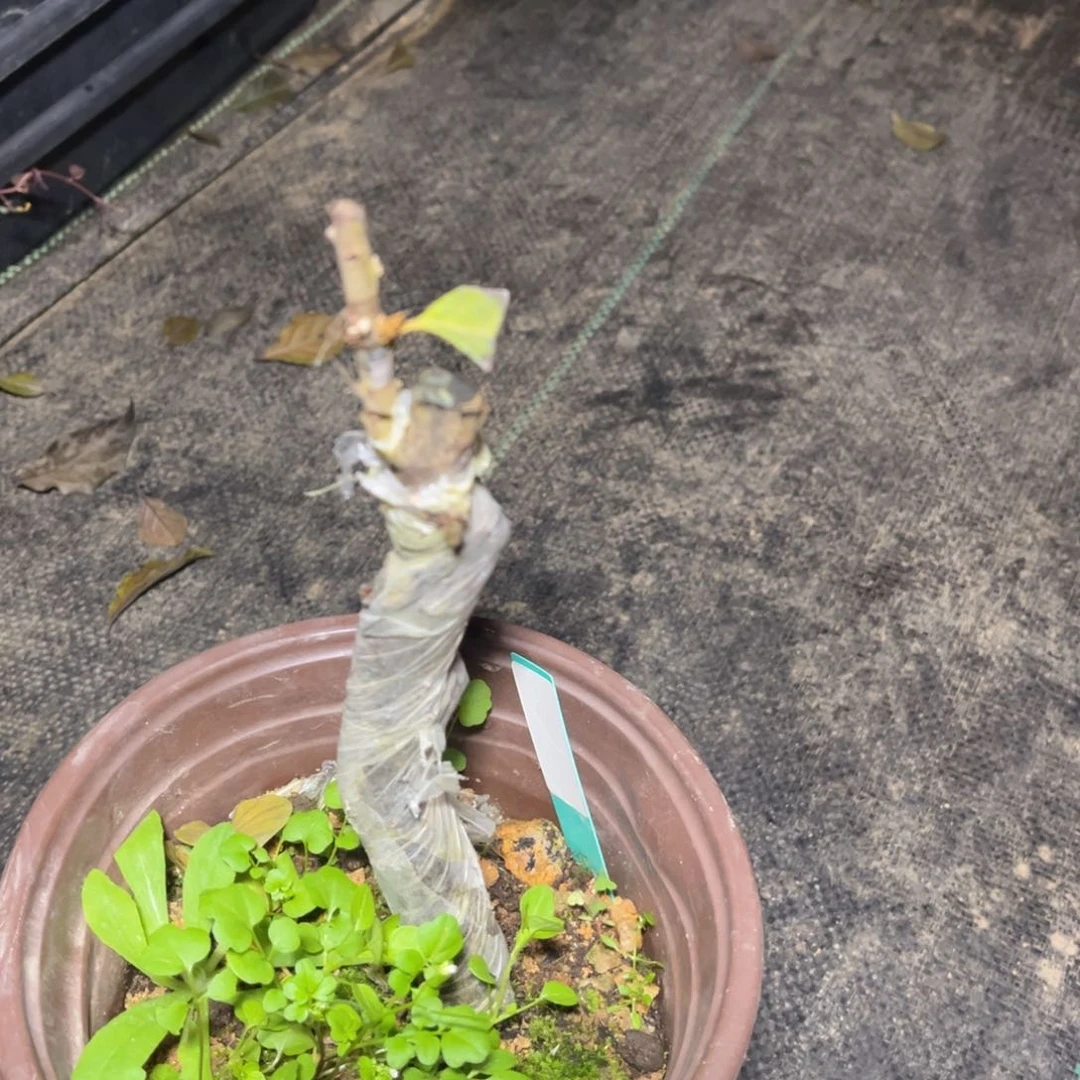 【闪购商品】当前无花朵，栽培后可花朵?****?