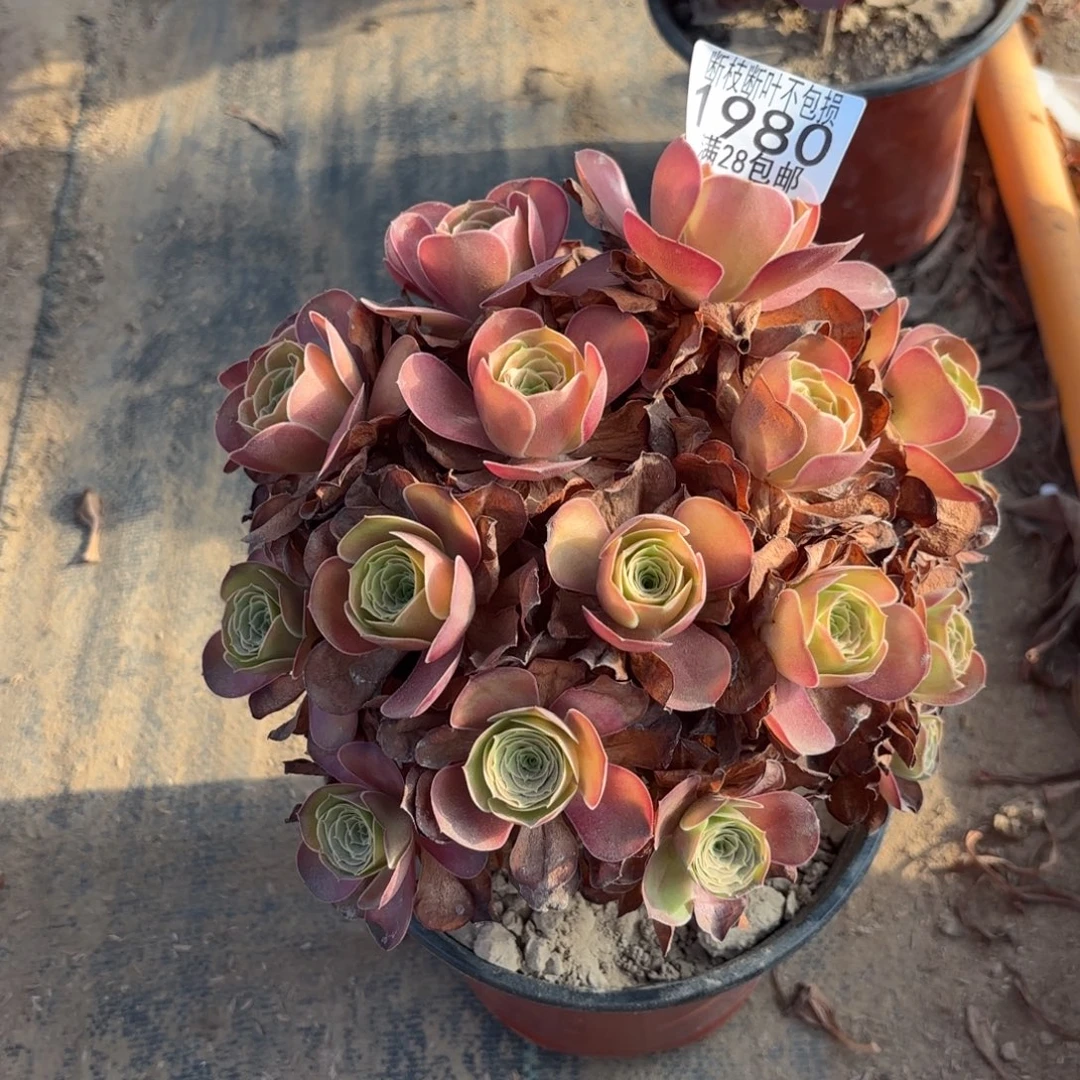 W. 1980美金玫瑰多肉1？ba