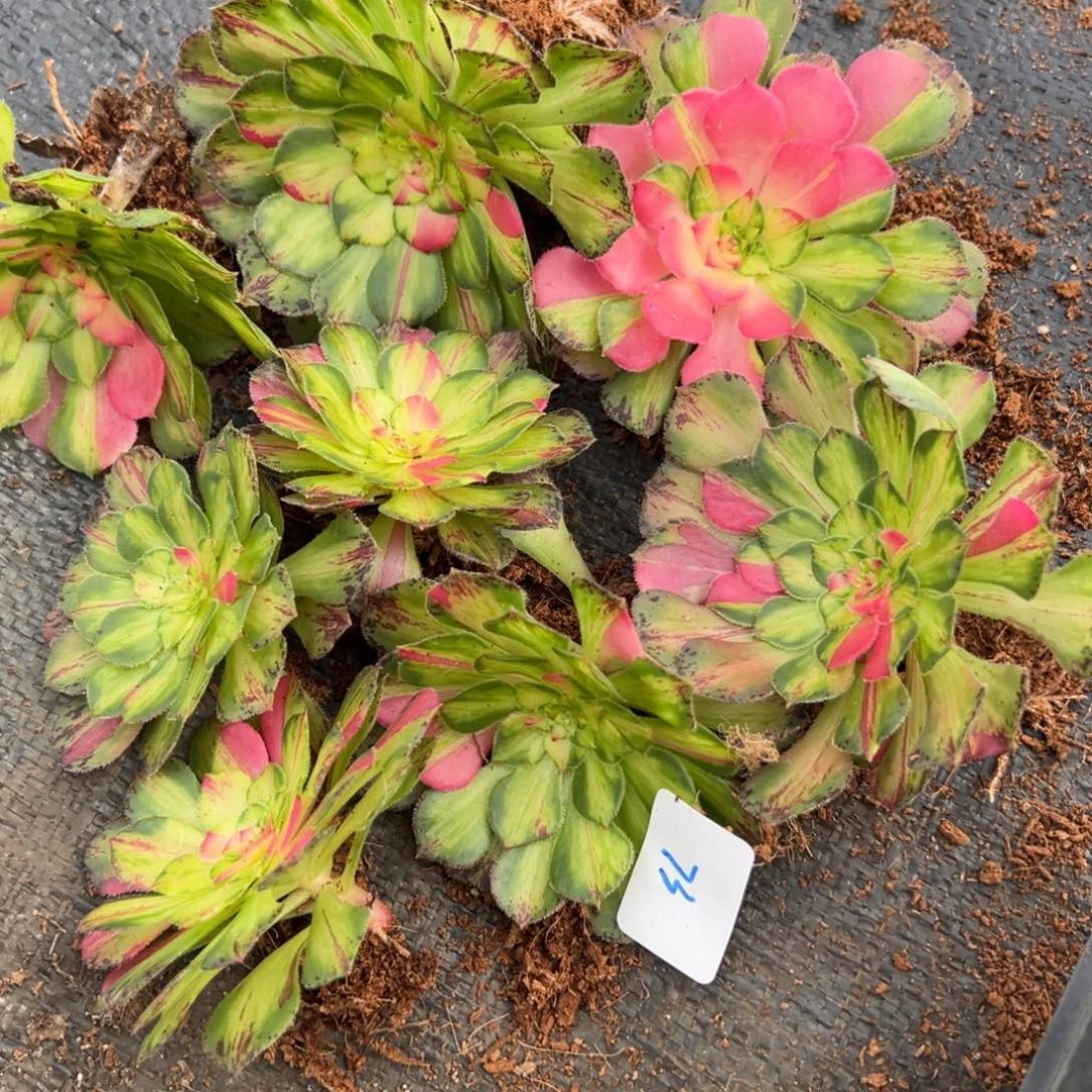 73极品知否3颗9.9