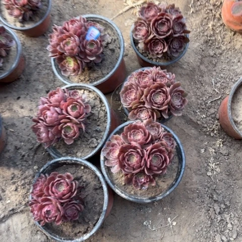 999多肉植物组合