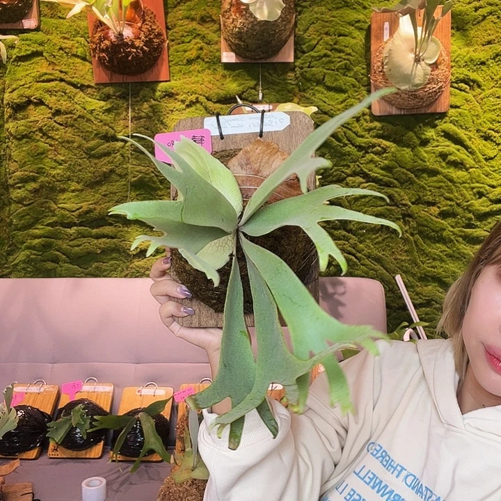 不开花植物pn 双混 特选