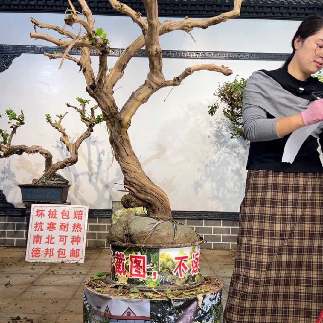 完全开放金银花88888