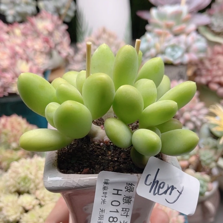 018 芒果奶 带陶瓷盆发货 满28包邮