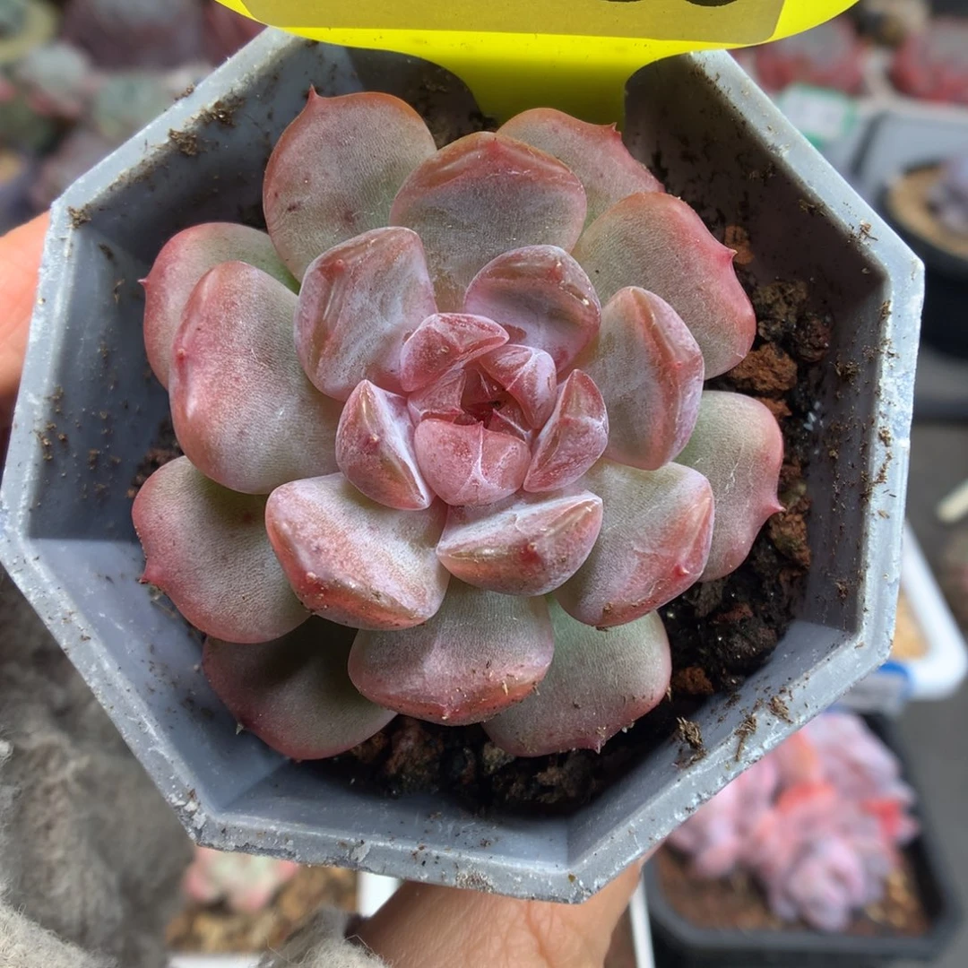 56红色恋人多肉植物