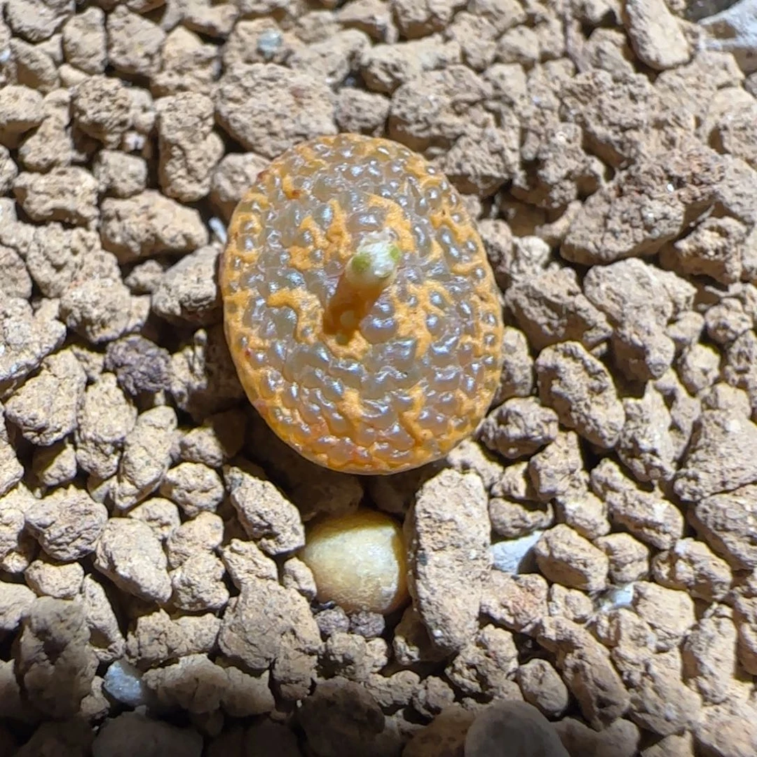 肉锥多肉植物组合-k勋1440