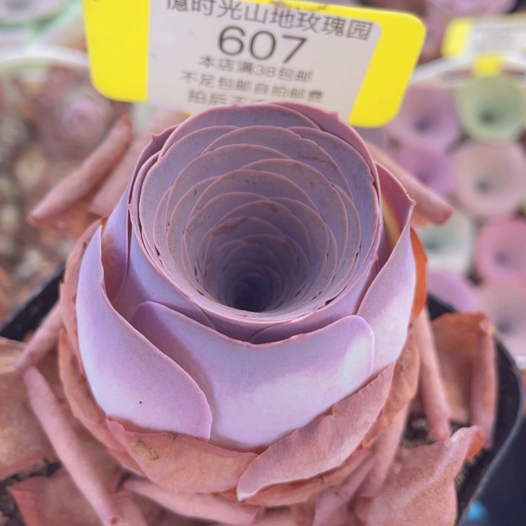 山地玫瑰607满38包邮裸根发货