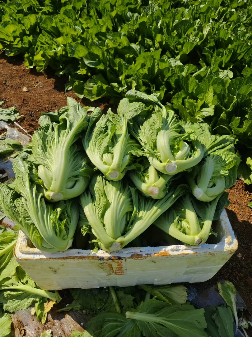 产地直销菜新鲜芥菜广西包心大叶青菜苦菜可做酸菜应季蔬菜玉菜