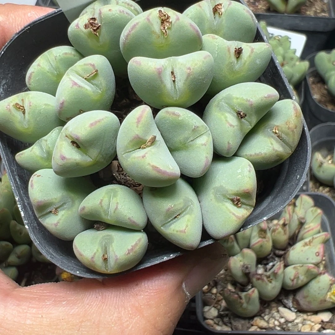 【闪购商品】 789。