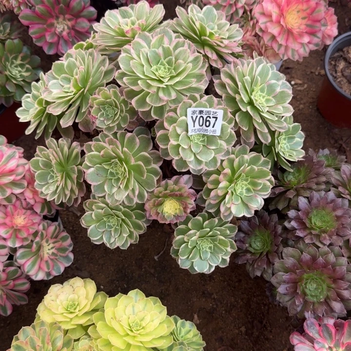 海王067官服40左右2