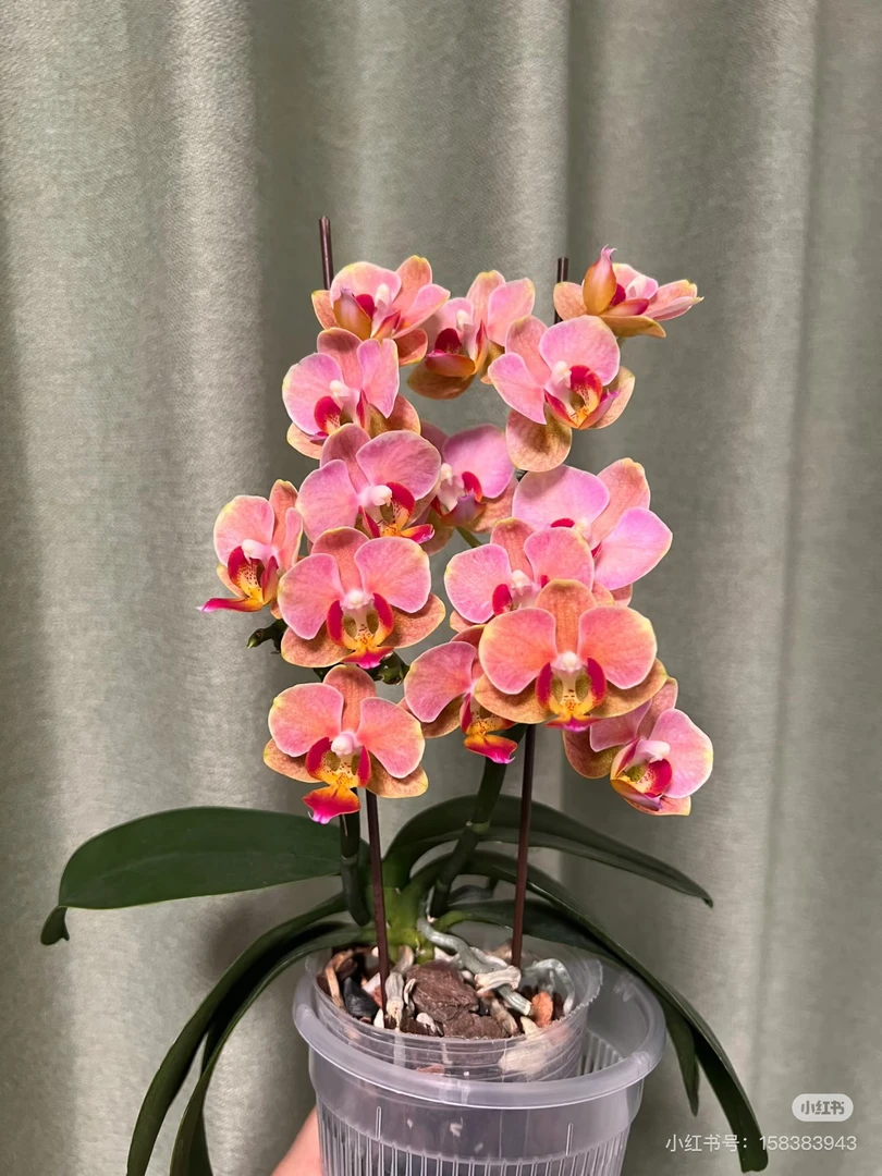 【魔法七】蝴蝶兰魔法七3.0寸未出梗发货