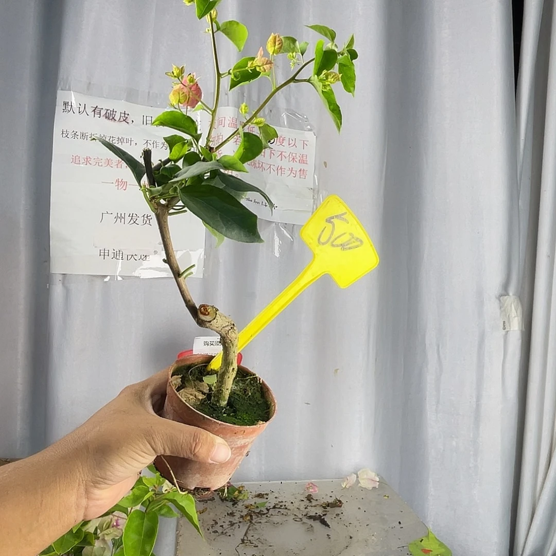 当前无花栽培后可以开花 500红粉佳人掌中宝