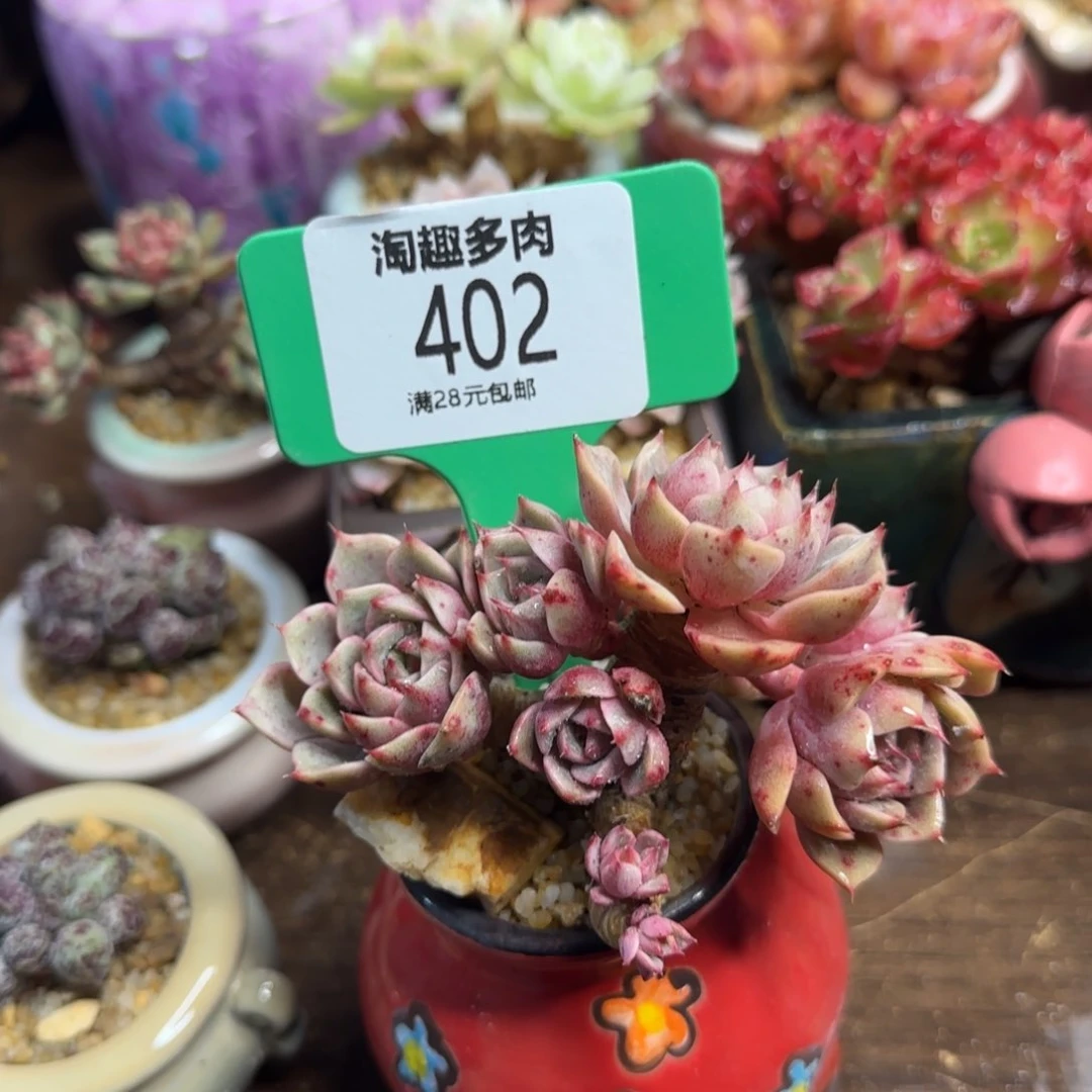 彼***阳多肉植物111111111
