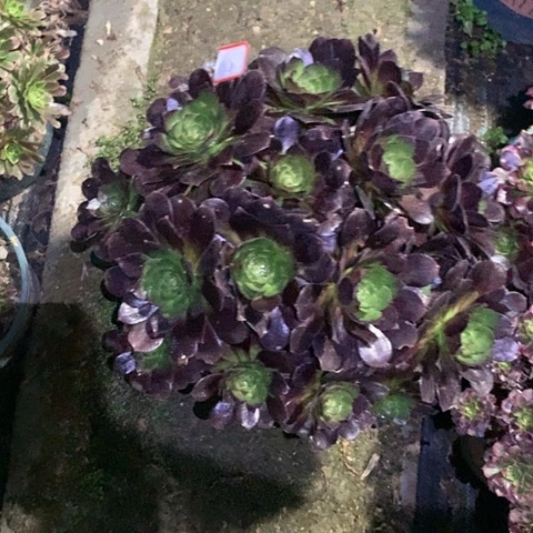 14赤炎链多肉植物