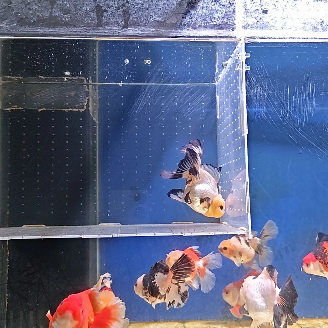 海水鱼8卷折直播间看好下单不换到货录完整开箱视频有售后