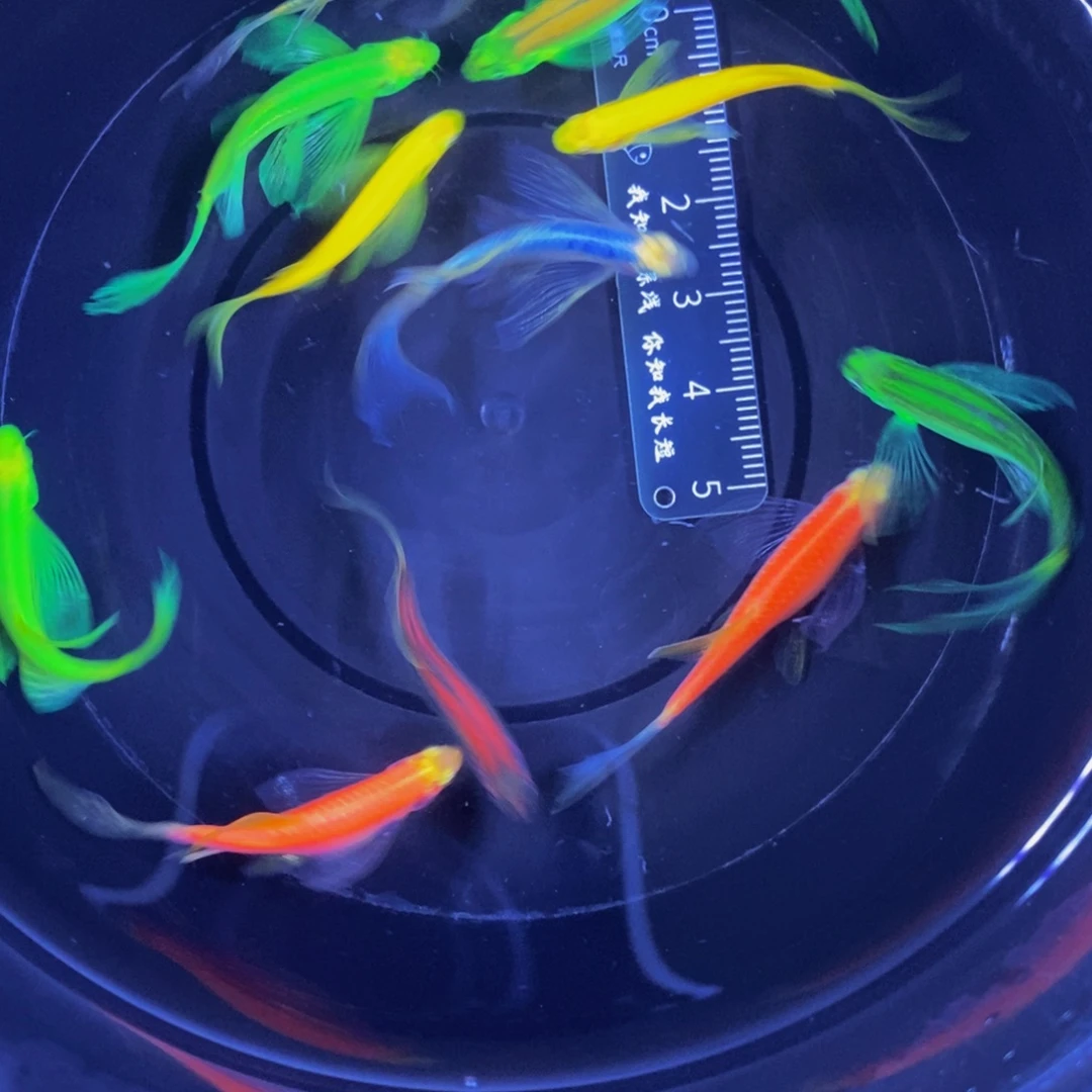 斑马鱼蝶翼斑马3.5厘米以上10送一