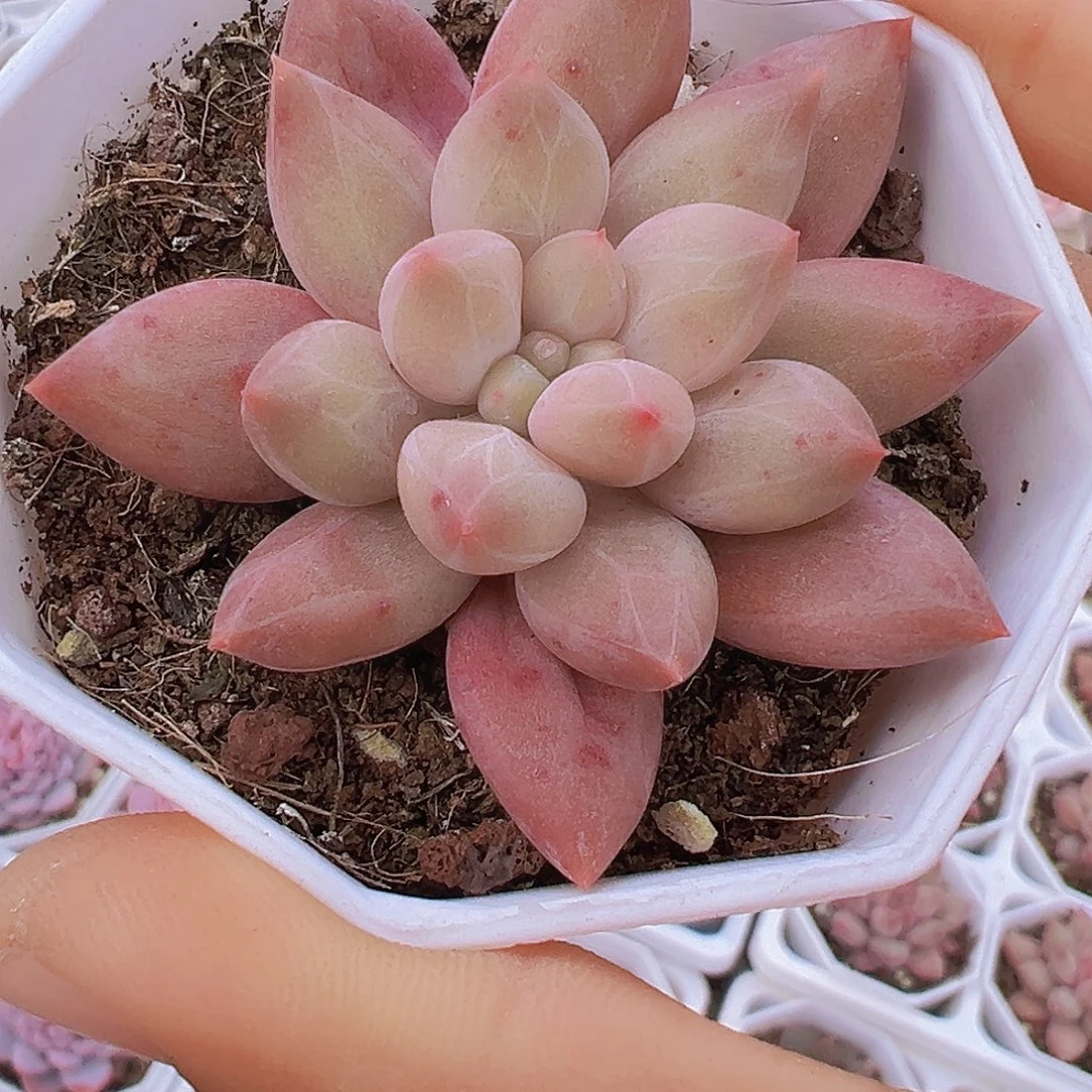 水晶球19包邮多肉