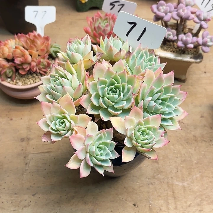 多肉植物，三色景71号