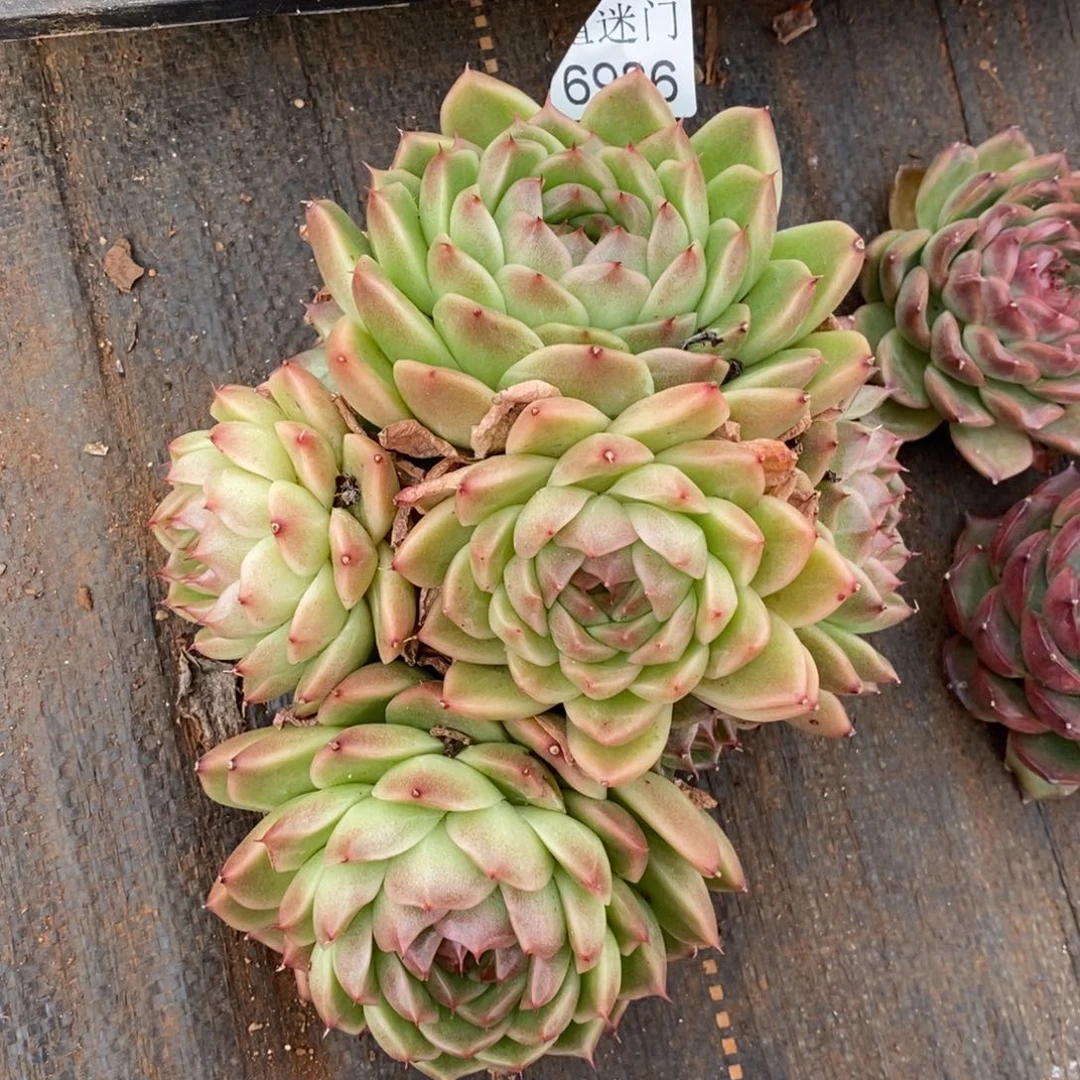 娜***姐不包整散掉头6986~15厘米