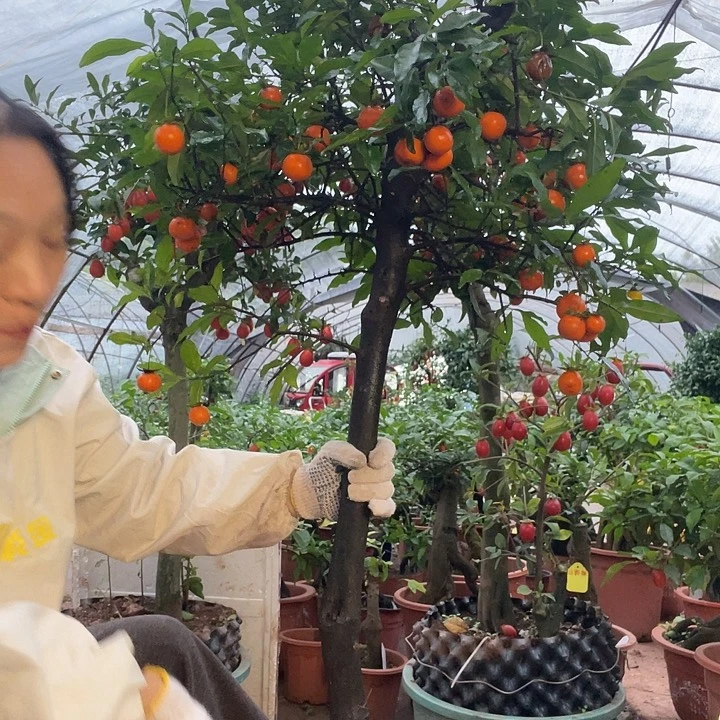 张***无花朵金弹子666666