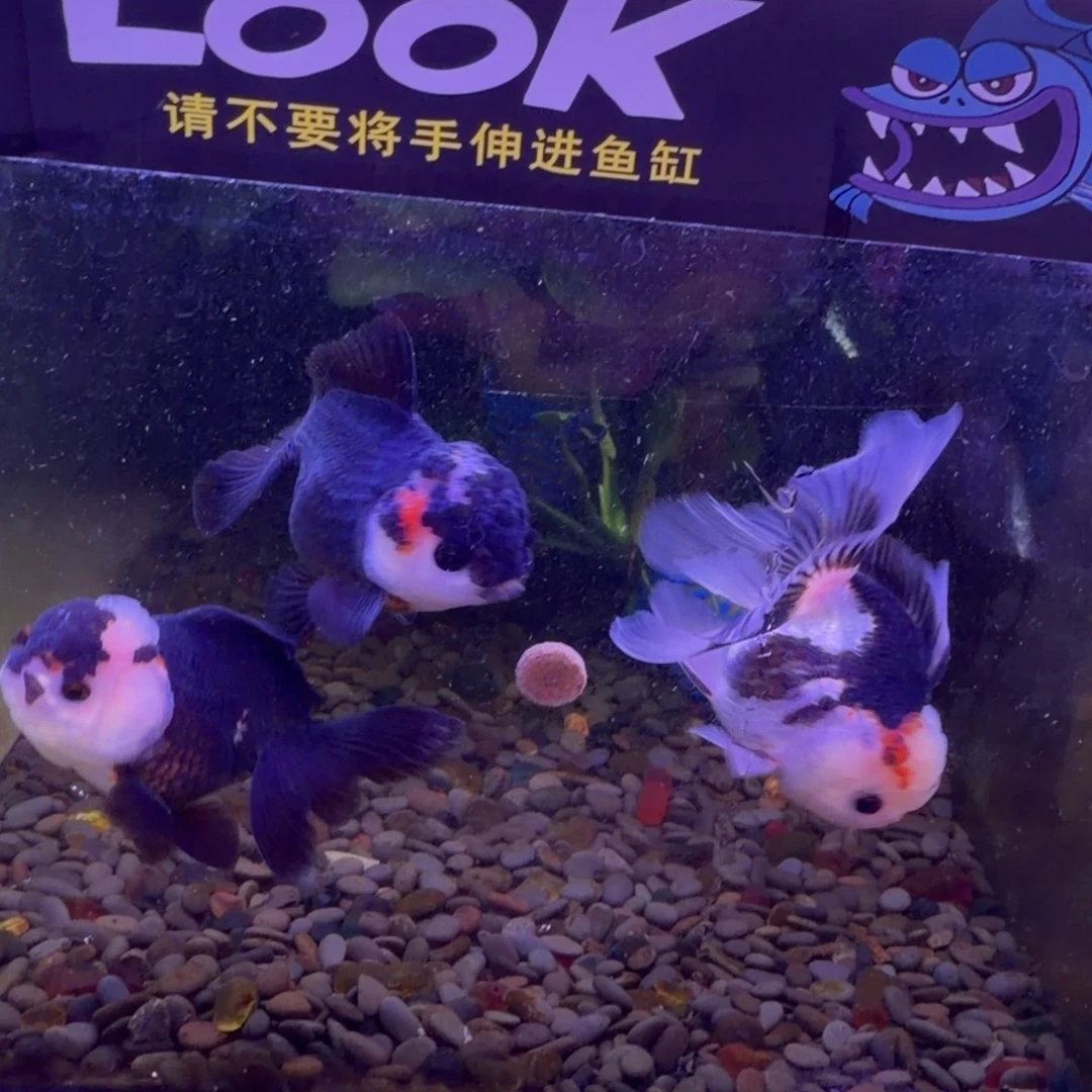 金鱼玛丽泰狮3条(2条送1条备损)