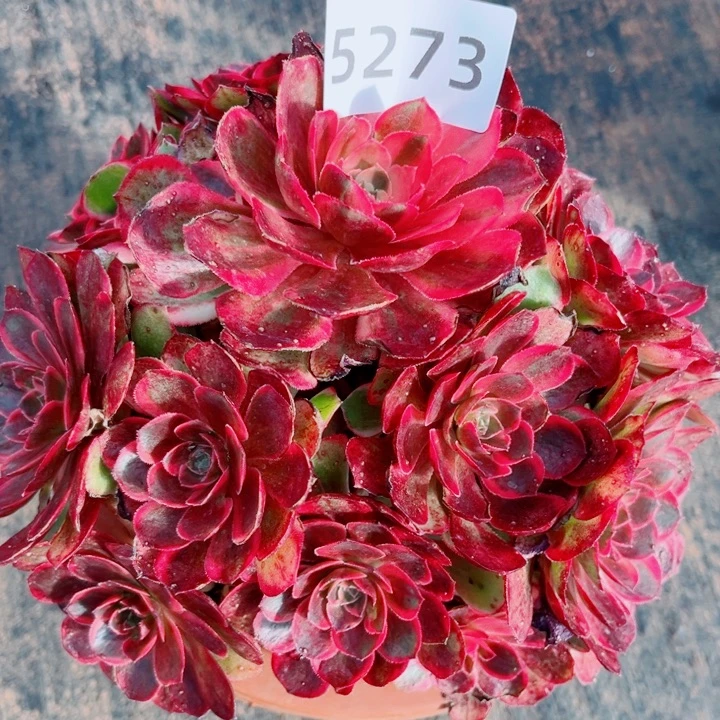 新品黑魔锦特价多肉