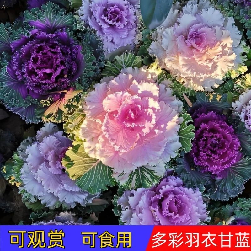 七彩混色羽衣甘蓝种子四季阳台农田花卉甘蓝种籽羽衣甘蓝新鲜蔬菜