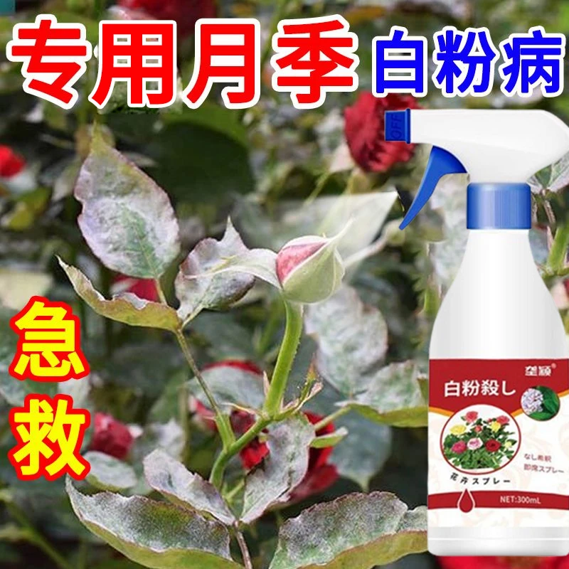 白粉病专用月季多菌灵营养液抑菌剂防黑斑炭疽叶子发黄脱落喷雾剂