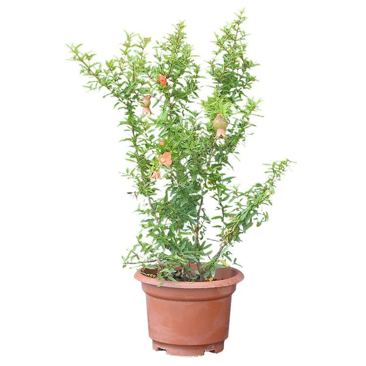 带花苞石榴花盆栽室内外观赏四季开花植物