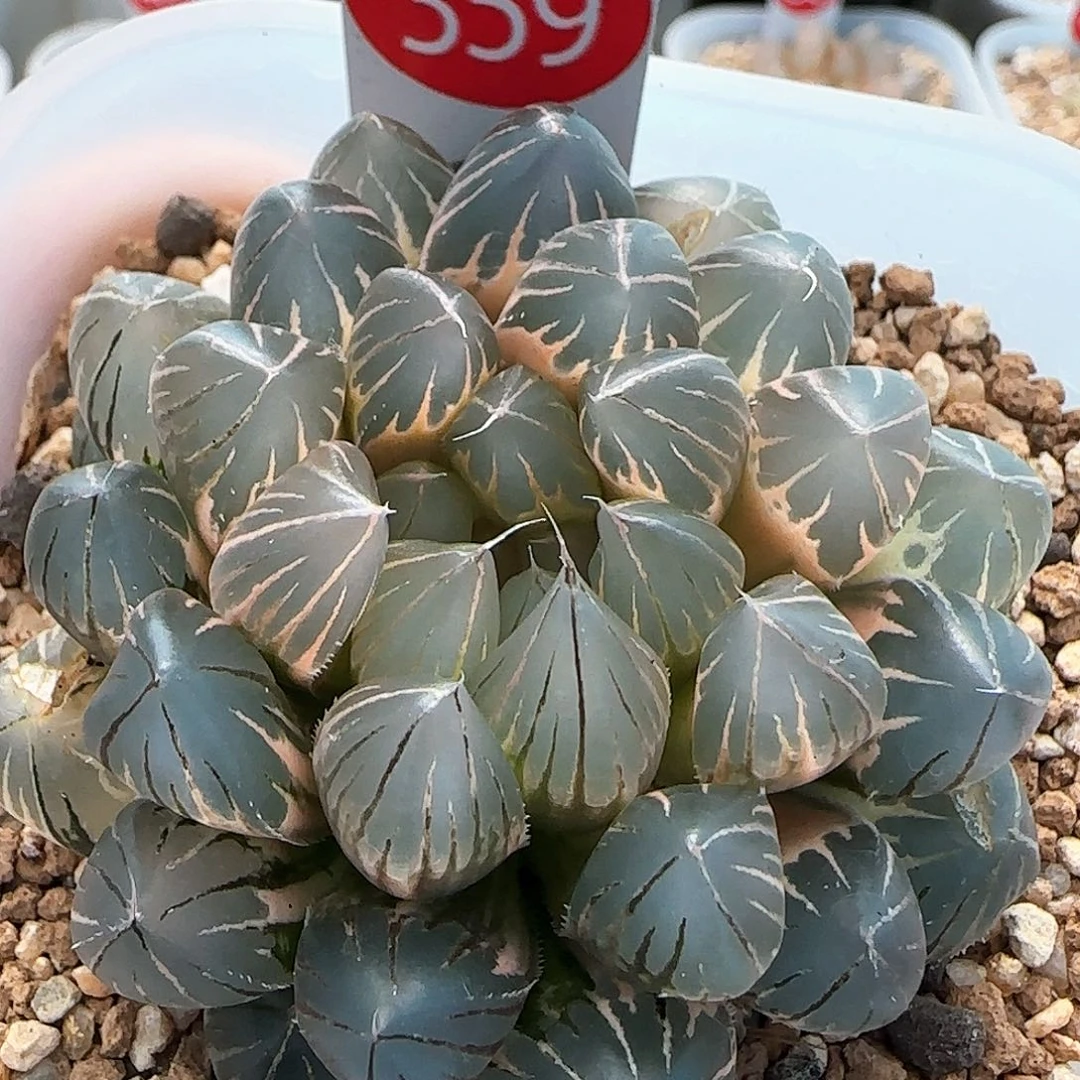 359号糊斑老版霓虹灯一物一拍带盆土