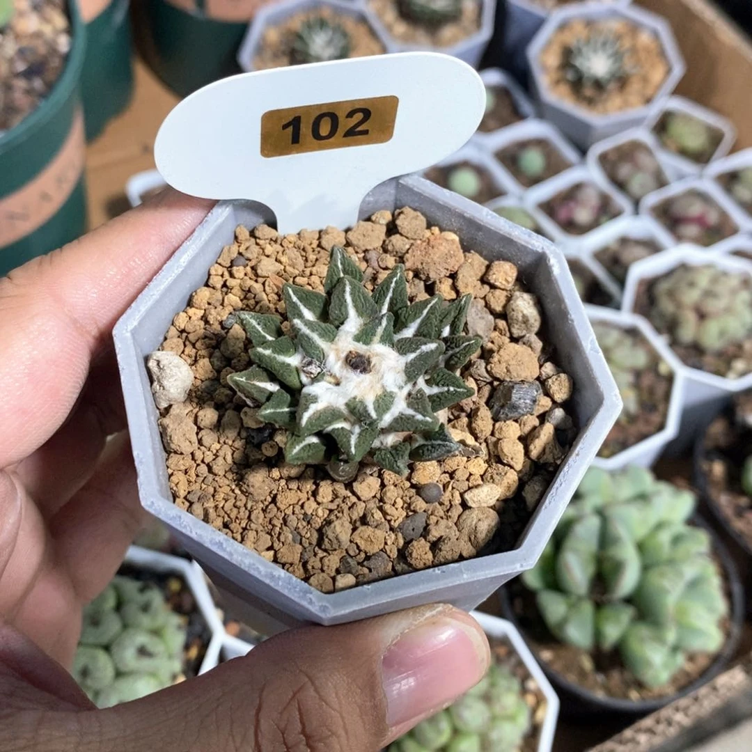 黑牡丹多肉植物一个