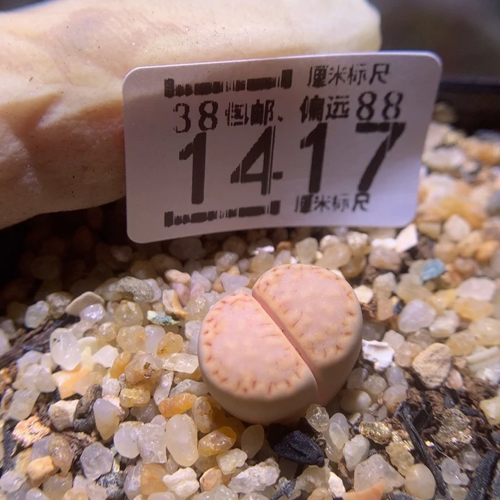 Sss精品生石花1417