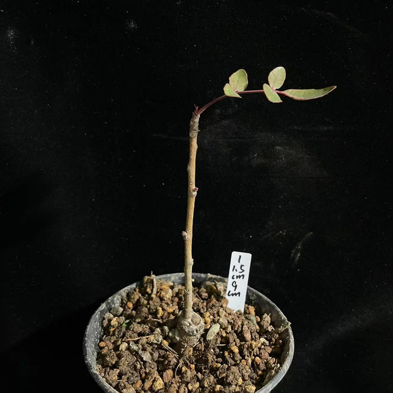 妩花肉[上新] 黑乳香 Boswelliaserrata 潮流多肉块根