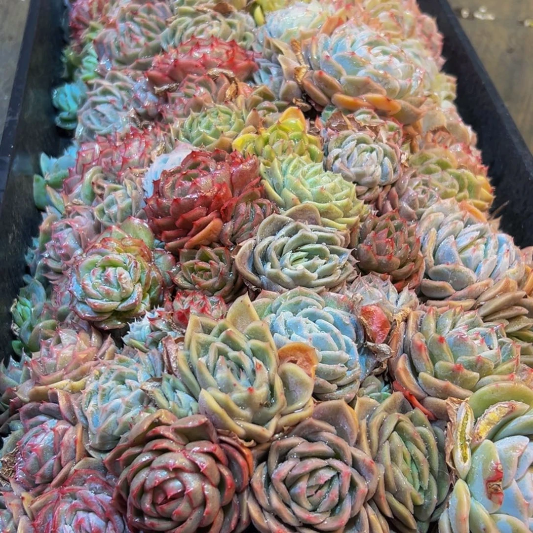 630多肉葡萄的味道是真的很好吃