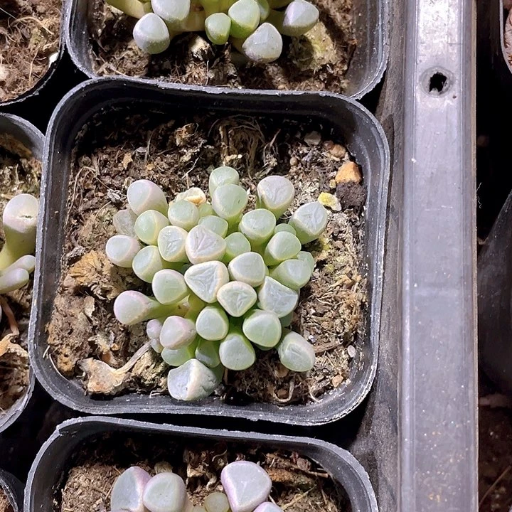 五十铃玉带哦土发货