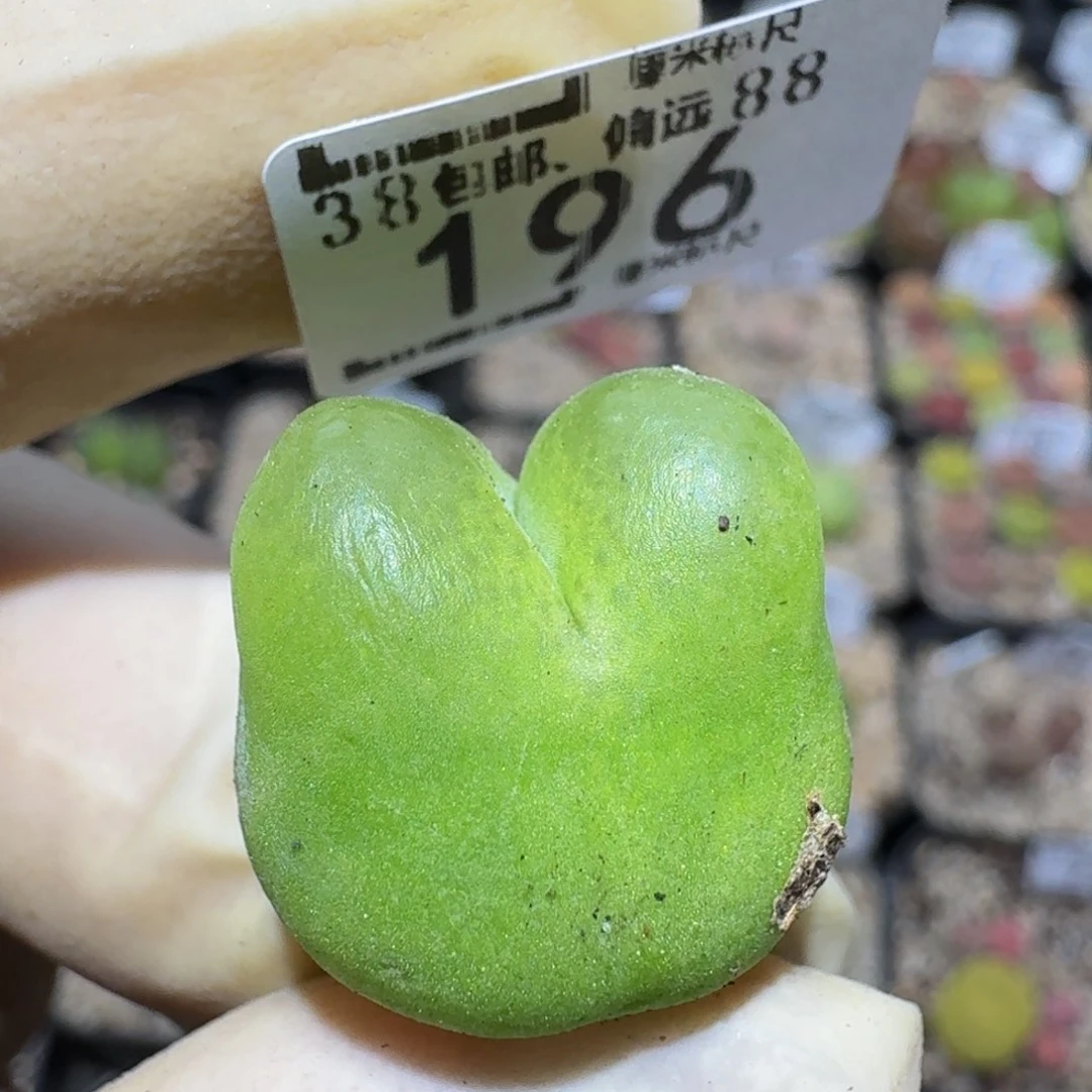 Zzzz精品生石花196