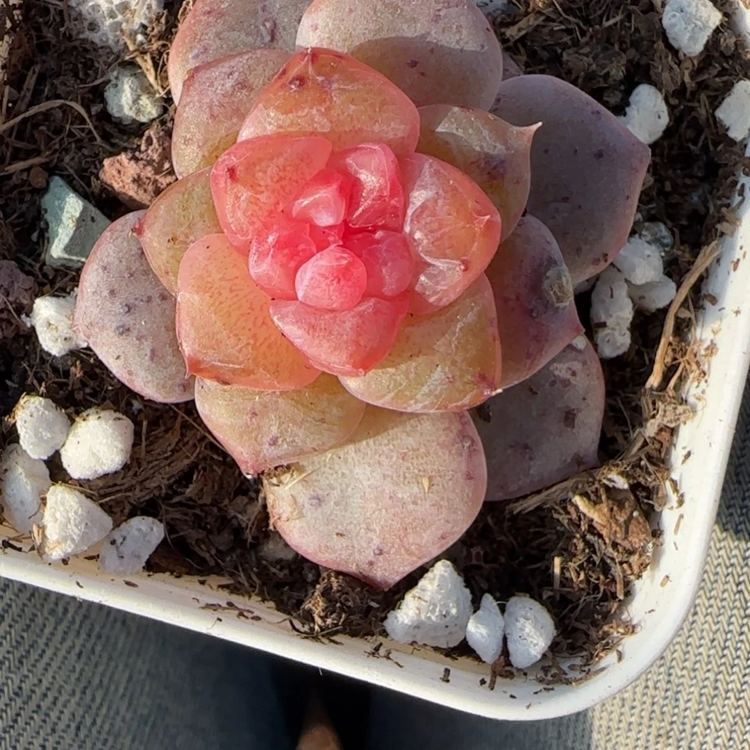 多肉小卡拉米糖心一物一拍