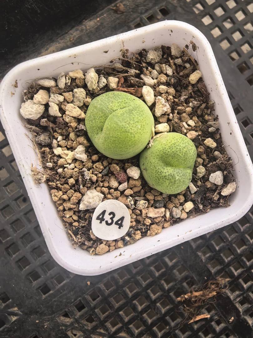 翠光玉1.5/1.7CM带盆多肉