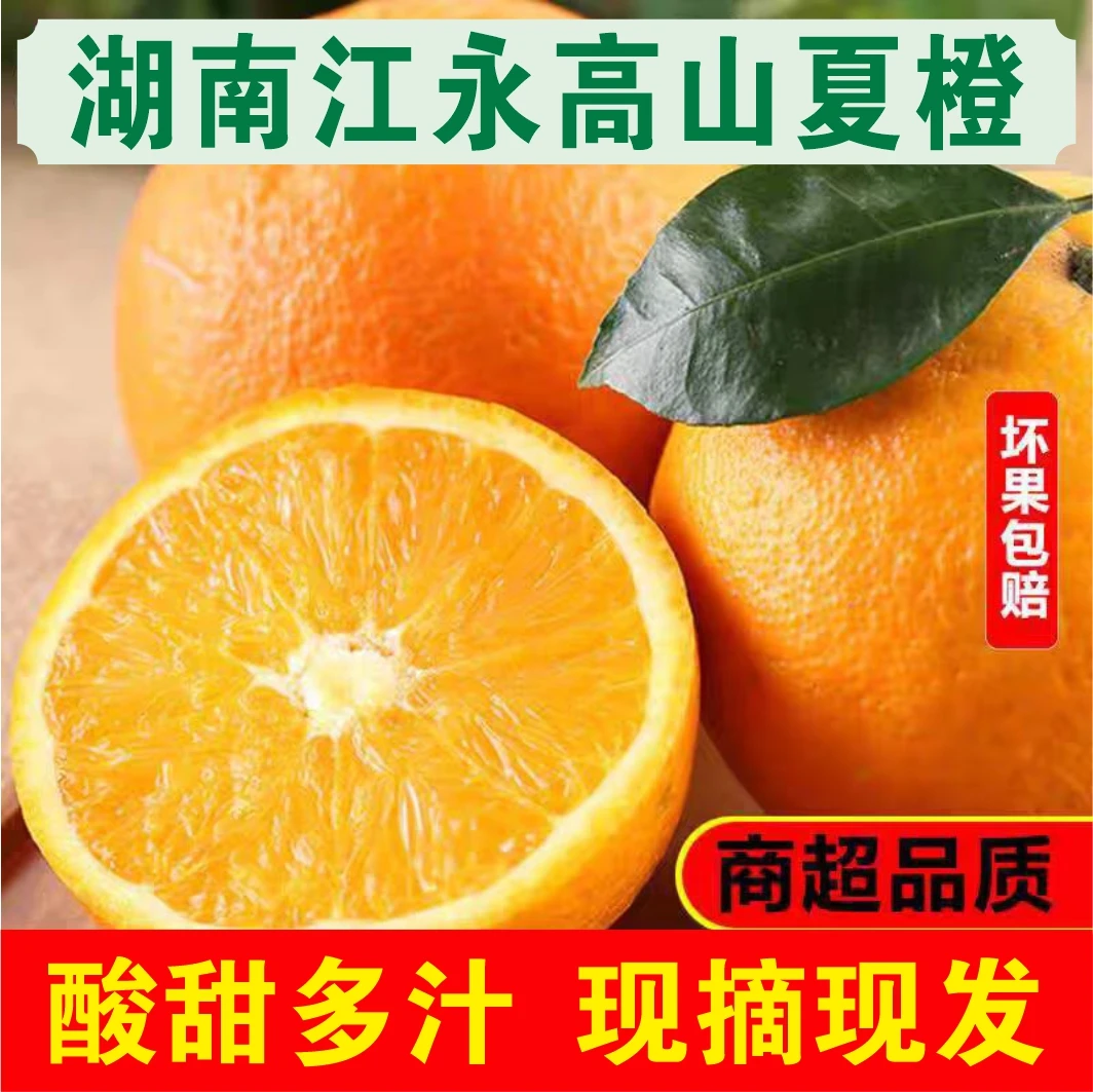 【自家果园】湖南江永新鲜高山夏橙酸甜可口现摘现发橙子